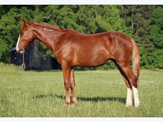 BLM Mustang Yearling Gelding