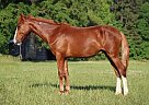 Mustang - Horse for Sale in Burlington, NC 27215