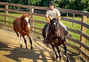 Mustang (Mustang, Gelding) in Burlington, NC