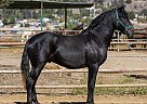 Andalusian - Horse for Sale in Canyon, CA 91387