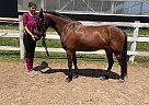 Frodo - Gelding in EdenValley, ON Frodo - Gelding in EdenValley, ON