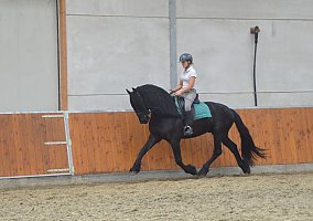 Friesian (Friesian, Stallion) in Rogersville, TN
