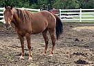 Jack - Gelding in Center City, MN Jack - Gelding in Center City, MN