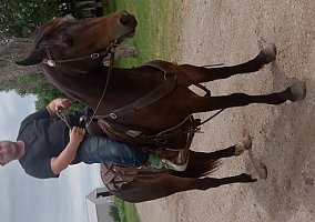 Friesian (Friesian, Mare) in Altamont, KS