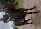 Friesian - Horse for Sale in Altamont, KS 67330