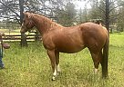 Quarter Horse - Horse for Sale in Marion, MT 59925