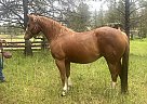 Quarter Horse - Horse for Sale in Marion, MT 59925 Quarter Horse - Horse for Sale in Marion, MT 59925