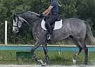 Thoroughbred - Horse for Sale in lake worth, FL 33467 Thoroughbred - Horse for Sale in lake worth, FL 33467