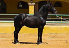 Andalusian - Horse for Sale in Canyon, CA 91387 Andalusian - Horse for Sale in Canyon, CA 91387