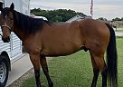 Buddy - Gelding in Springtown, TX Buddy - Gelding in Springtown, TX