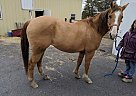 Other Gelding for Sale in Gettysburg, Pennsylvania Other Gelding for Sale in Gettysburg, Pennsylvania