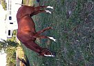 Thoroughbred Mare for Sale in Laurens, South Carolina Thoroughbred Mare for Sale in Laurens, South Carolina