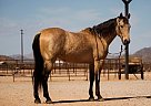 Quarter Horse - Horse for Sale in Phoenix, AZ 85022 Quarter Horse - Horse for Sale in Phoenix, AZ 85022