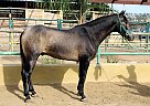 Andalusian - Horse for Sale in Canyon Country, CA 91387