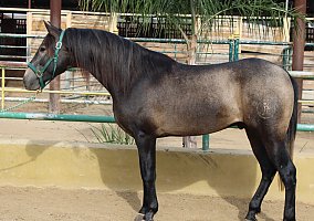 Andalusian / PRE