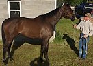 Thoroughbred - Horse for Sale in Bismarck, AR 71929 Thoroughbred - Horse for Sale in Bismarck, AR 71929