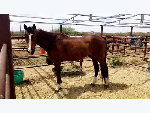 Peyton Fancy OTTB