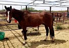 Thoroughbred - Horse for Sale in Marana, AZ 85653