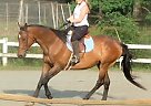 King's treasure - Gelding in Ruckersville, VA King's treasure - Gelding in Ruckersville, VA