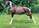 Tennessee Walking - Horse for Sale in UNIONVILLE, TN 37180