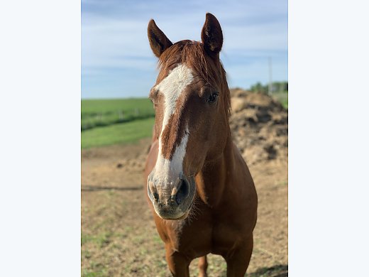 Sorrel QH Reiner
