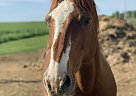 Quarter Horse - Horse for Sale in Sioux Falls, SD 57107