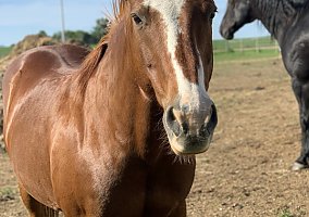Quarter Horse (Quarter Horse, Gelding) in Sioux Falls, SD
