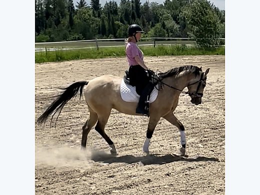 Stunning AQHA Mare