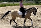 Quarter Horse - Horse for Sale in Clarence Creek, ON K0A1N0 Quarter Horse - Horse for Sale in Clarence Creek, ON K0A1N0
