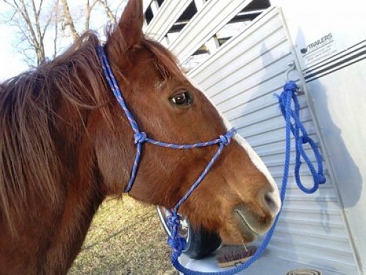 Super Awesome Barrel/Pole Horse