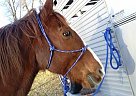 - Horse for Sale in Winston Salem, 27127 - Horse for Sale in Winston Salem, 27127