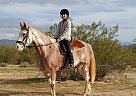 Tennessee Walking - Horse for Sale in Marana, AZ 85653