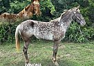 Walkaloosa - Horse for Sale in UNIONVILLE, TN 37180