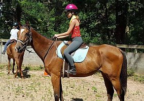 Thoroughbred