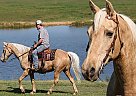 Tennessee Walking - Horse for Sale in Parkers Lake, KY 42634