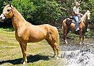 Tennessee Walking - Horse for Sale in Rockholds, KY 40759