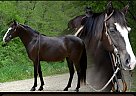 Missouri Fox Trotter - Horse for Sale in , IA 50158