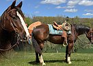 Quarter Horse - Horse for Sale in Oakley, MI 48649