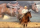 Draft - Horse for Sale in Maintainair, NM 87036