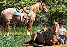 Quarter Horse - Horse for Sale in Oakley, MI 48649