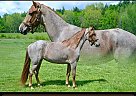 Tennessee Walking - Horse for Sale in Park Hills, MO 63601