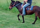 - Mare in Holliday, MO - Mare in Holliday, MO