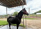 Arabian - Horse for Sale in Bartlett, IL 60103
