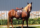 Kentucky Mountain Horse Mountain Pleasure Mare