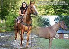 Tennessee Walking - Horse for Sale in Smithville, TN 37166 Tennessee Walking - Horse for Sale in Smithville, TN 37166