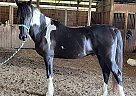 Tango - Gelding in Avoca, MI Tango - Gelding in Avoca, MI