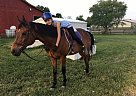 Beautiful Sweet Gelding Waki Passage