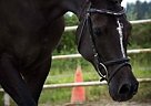 Arabian Mare for Sale in Cle Elum, Washington Arabian Mare for Sale in Cle Elum, Washington