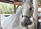Dapple Grey Paso Fino Stallion Berlin dos De Gold Star