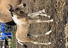 Tennessee Walking - Horse for Sale in Albion, MI 49224-95 Tennessee Walking - Horse for Sale in Albion, MI 49224-95